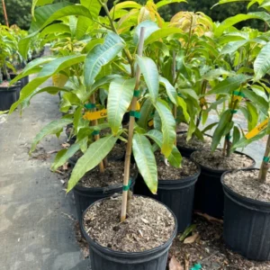 Grafted Mango Tree - Tropical Fruit Tree 2-3 Ft - 3 Gallon Pot