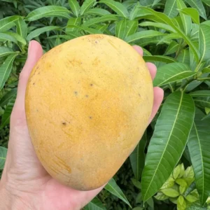 Grafted Sweet Tart Mango Tree - 2-3 ft Sweet Mango Fruit Tree in 3 Gallon Pot