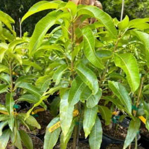 Grafted Sweet Tart Mango Tree - 2-3 ft Sweet Mango Fruit Tree in 3 Gallon Pot