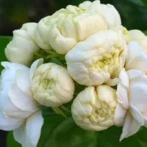 Grand Duke Jasmine Plant - 2 Live Blooming Plants - 5-7 Inches Tall