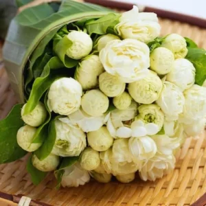 Grand Duke Jasmine Plant - 2 Live Blooming Plants - 5-7 Inches Tall