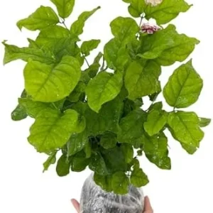 Grand Duke Jasmine Plant - 2 Live Blooming Plants - 5-7 Inches Tall