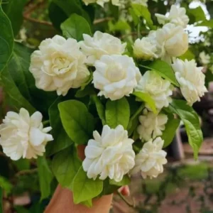 Grand Duke Jasmine Plant 3-Pack Live Blooming Indoor/Outdoor 4-6 Inches
