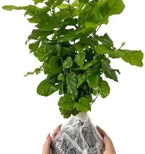Grand Duke Jasmine Plant 3-Pack Live Blooming Indoor/Outdoor 4-6 Inches