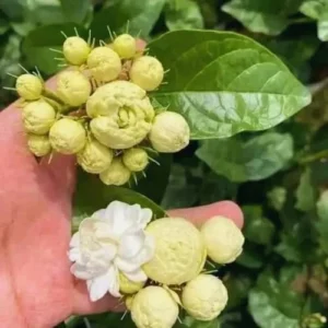 Grand Duke Jasmine Plant 3-Pack Live Blooming Indoor/Outdoor 4-6 Inches