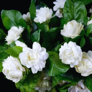 Grand Duke Jasmine Plant 3-Pack Live Blooming Indoor/Outdoor 4-6 Inches