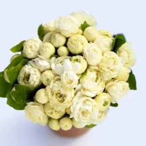 Grand Duke of Jasmine Live Plants - 4 Blooming Jasmine Plants 4-6 Inches Tall - Indoor/Outdoor