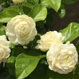 Grand Duke of Jasmine Live Plants - 4 Blooming Jasmine Plants 4-6 Inches Tall - Indoor/Outdoor