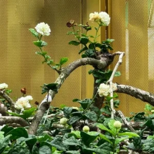 Grand Duke of Jasmine Live Plants - 4 Blooming Jasmine Plants 4-6 Inches Tall - Indoor/Outdoor