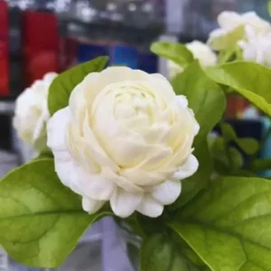 Grand Duke of Jasmine Live Plants - 4 Blooming Jasmine Plants 4-6 Inches Tall - Indoor/Outdoor