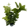Grand Duke of Tuscany Arabian Jasmine Plant - Triple Bloom - 4 Inch Pot - Fragrant White Flowers