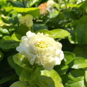 Grand Duke of Tuscany Arabian Jasmine Plant - Triple Bloom - 4 Inch Pot - Fragrant White Flowers