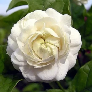 Grand Duke of Tuscany Arabian Jasmine Plant - Triple Bloom - 4 Inch Pot - Fragrant White Flowers