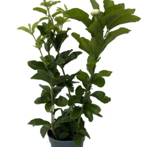 Grand Duke of Tuscany Arabian Jasmine Plant - Triple Bloom - 4 Inch Pot - Fragrant White Flowers