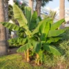 Grand Nain Banana Plant - Musa - 2.5 Inch Pot - Grow Edible Bananas