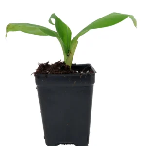Grand Nain Banana Plant - Musa - 2.5 Inch Pot - Grow Edible Bananas