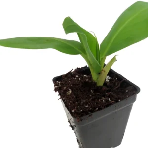 Grand Nain Banana Plant - Musa - 2.5 Inch Pot - Grow Edible Bananas