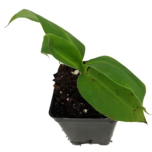 Grand Nain Banana Plant - Musa - 2.5 Inch Pot - Grow Edible Bananas