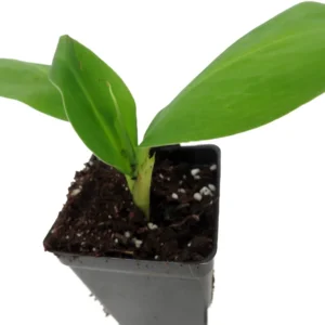 Grand Nain Banana Plant - Musa - 2.5" Pot - Edible Banana Plant