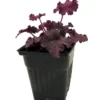 Grande Amethyst Coral Bells - Heuchera Perennial - 4" Pot - Shade Plant