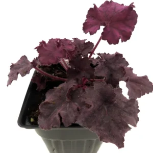 Grande Amethyst Coral Bells - Heuchera Perennial - 4" Pot - Shade Plant