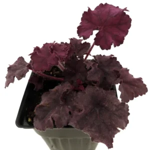 Grande Amethyst Coral Bells - Heuchera Perennial - 4