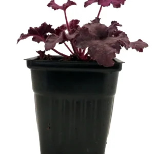 Grande Amethyst Coral Bells - Heuchera Perennial - 4