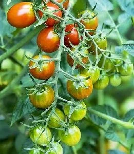 Grape Tomato Plant - Sweet Variety - 4 inch Potted Plant - Red Tomatoes