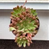 Graptoveria Bashful Succulent 2.5" Pot Light Green & Pink Rosettes