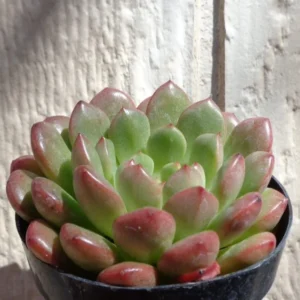 Graptoveria Bashful Succulent 2.5" Pot Light Green & Pink Rosettes