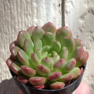 Graptoveria Bashful Succulent 2.5