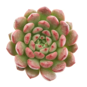 Graptoveria Bashful Succulent 2.5