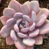 Graptoveria Debbii Succulent 2.5" Potted Cotton Candy Pink Rosette