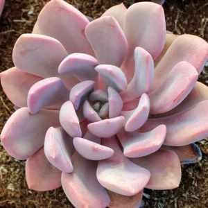 Graptoveria Debbii Succulent 2.5