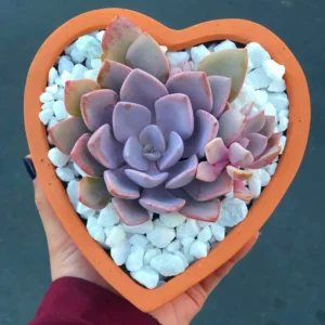 Graptoveria Debbii Succulent 2.5" Potted Cotton Candy Pink Rosette