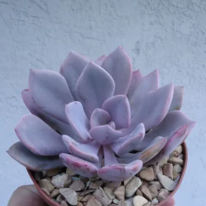 Graptoveria Debbii Succulent 2.5