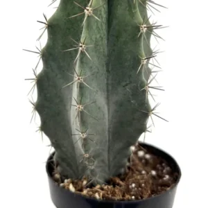 Gray Ghost Cactus Stenocereus Pruinosis Plant 2.5" Pot Unique Succulent