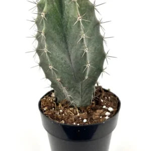 Gray Ghost Cactus Stenocereus Pruinosis Plant 2.5