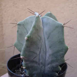 Gray Ghost Cactus Stenocereus Pruinosis Plant 2.5