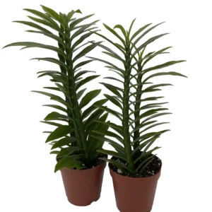 Green Devil's Backbone Plant - Pedilanthus 2 Pack - 2" Pots - Unique Succulent