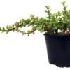 Green Grand Jade Plant - 4 inch Potted Succulent - Portulacaria Grandiflora