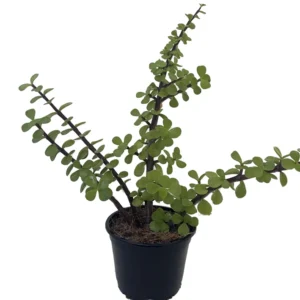 Green Grand Jade Plant - 4 inch Potted Succulent - Portulacaria Grandiflora