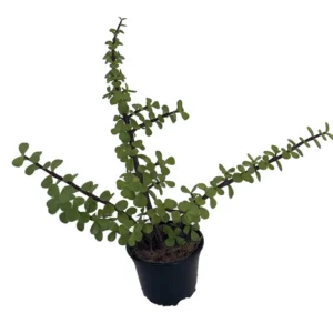 Green Grand Jade Plant - 4 inch Potted Succulent - Portulacaria Grandiflora