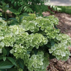 Green Hydrangea Plant - 4 inch Pot - Landscape Ready