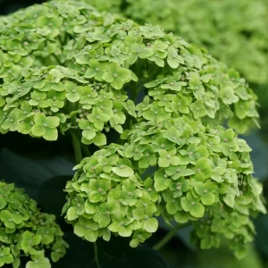 Green Hydrangea Plant - 4 inch Pot - Landscape Ready