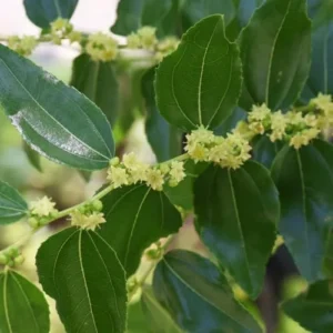 Green Jujube Live Plant - 3 Ft Fruit Tree - Grafted