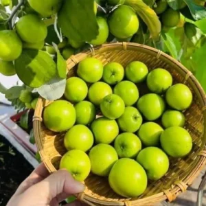 Green Jujube Live Plant - 3 Ft Fruit Tree - Grafted