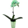 Green Orchid Plant - Gem Infused Phalaenopsis - 3 inch Potted Indoor Flower