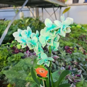 Green Orchid Plant - Gem Infused Phalaenopsis - 3 inch Potted Indoor Flower