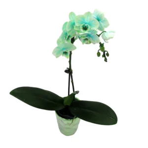 Green Orchid Plant - Gem Infused Phalaenopsis - 3 inch Potted Indoor Flower